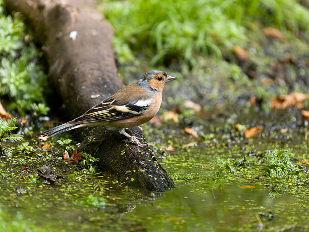 istock Chaffinch, Fringilla coelebs 2232396655