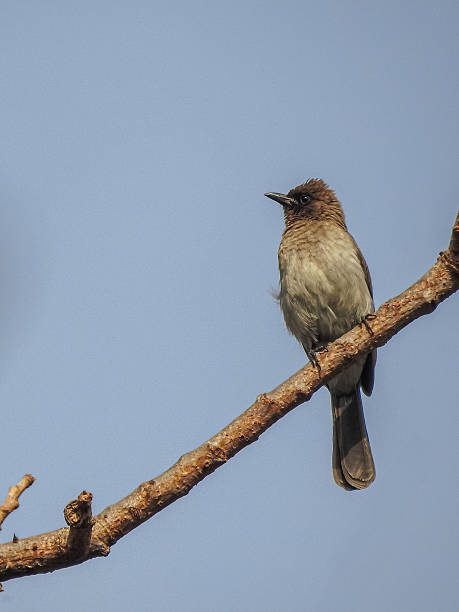 istock Common Bulbul Perched on Branch in Gambia 2232401791