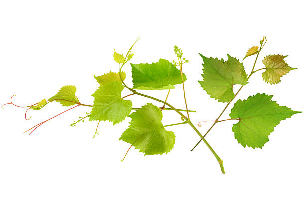 istock Grapevine branches with fresh green leaves isolated on a white background. 2232401989