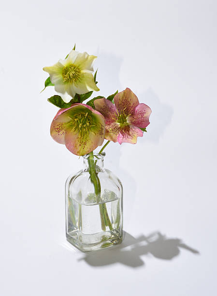 istock Three hellebores in clear glass bottle white background 2232402290