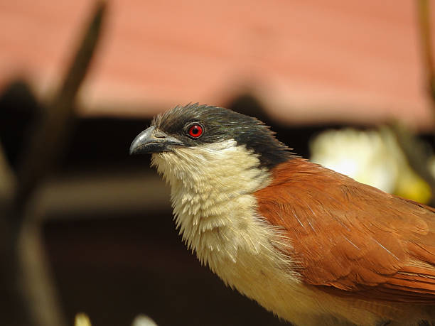 Senegal Coucal (Centropus senegalensis) in Serrekunda, Gambia