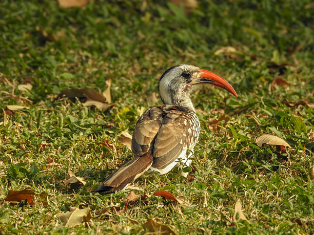 istock Western Red-billed Hornbill in the Evening 2232402340