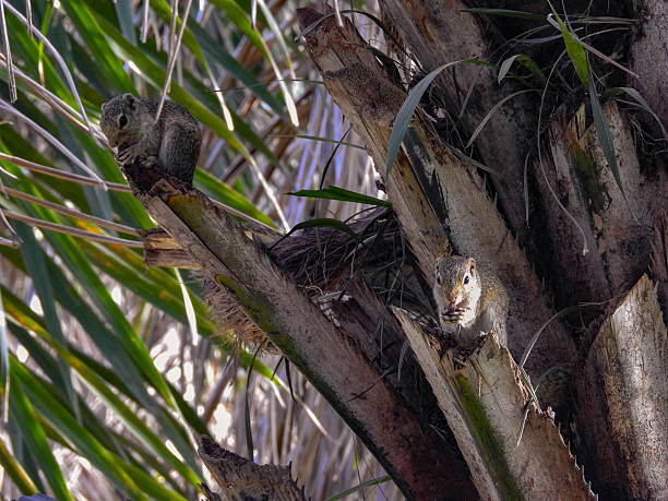 Gray Squirrel resting in a palm tree
