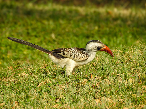istock Western Red-billed Hornbill Foraging for Insects 2232403689
