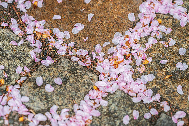 istock Wet cherry blossom petals scattered on stone.. 2232404283