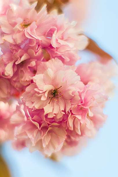 Soft focus cherry blossom cluster against blue sky.