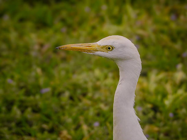 Western Cattle Egret (Ardea ibis) in Serrekunda, Gambia