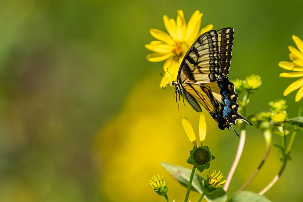 istock A male Eastern Tiger Swallowtail butterfly feeding on a flower 2232404383