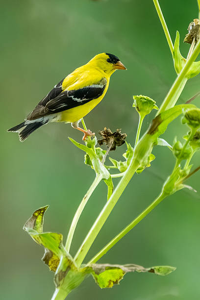 istock A male goldfinch feeding on a flower 2232404473