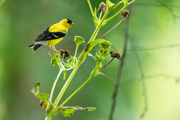istock A male goldfinch feeding on a flower 2232404475