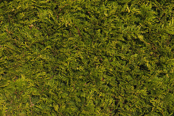 A green hedge made of thuja