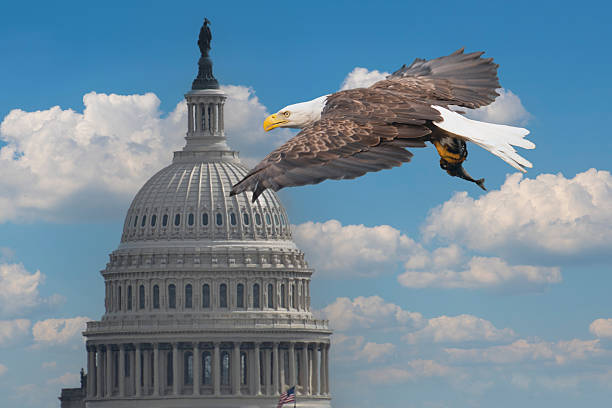 istock Bald Eagle American Politics 2232408864