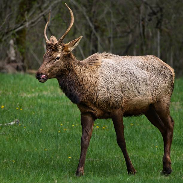 Experience wildlife at its finest with this captivating image of a majestic elk (Cervus canadensis) roaming freely in a vibrant, green meadow during spring. The natural setting and the elk's poised demeanor make it ideal for nature-themed projects.