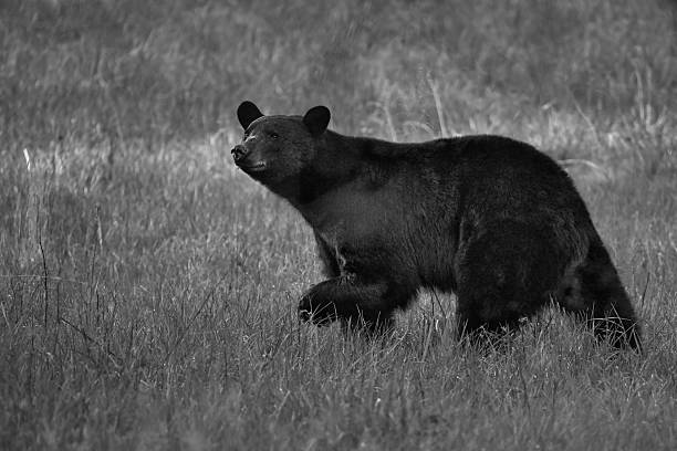 istock Black Bear in Natural Habitat 2232409113