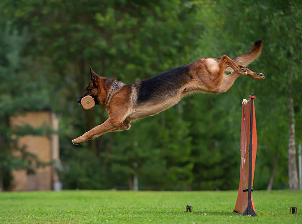 istock A show-line German Shepherd is jumping over a barrier with a dumbbell in its mouth 2232409234