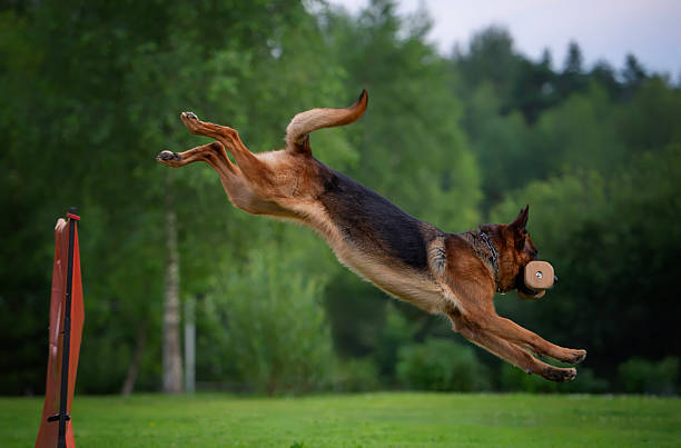 A German Shepherd dog skillfully jumps over an orange obstacle while holding a wooden dumbbell in its mouth, showcasing its agility and training.