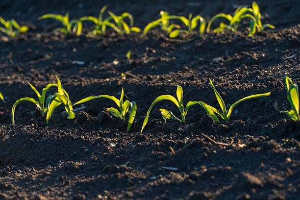 istock Young green plants emerging from dark soil in a field during early morning light 2232411266