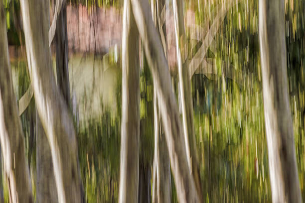 Intentional camera movement of an alder forest at sunset, in the eastern Andean mountains of central Colombia, near the Iguaque natural reserve.