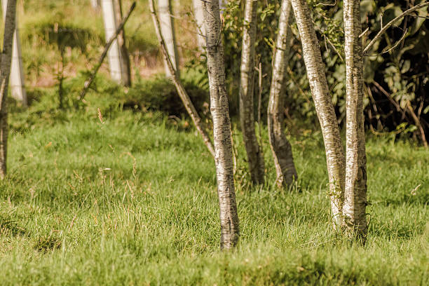 istock An young alder forest at sunset 2232413163