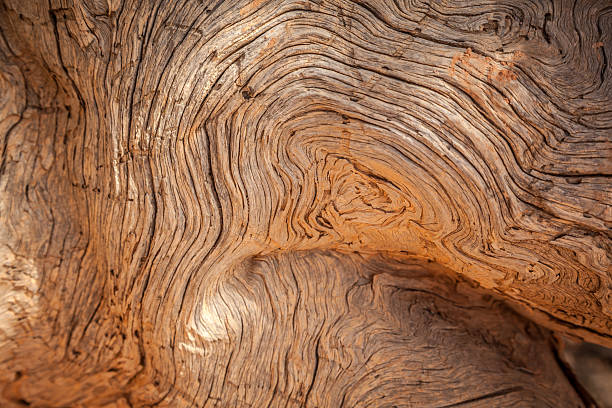 Wood burl
