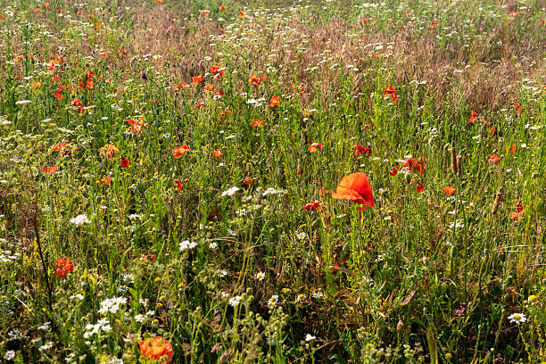 Flowering meadow, camellia, poppy, against blue sky.