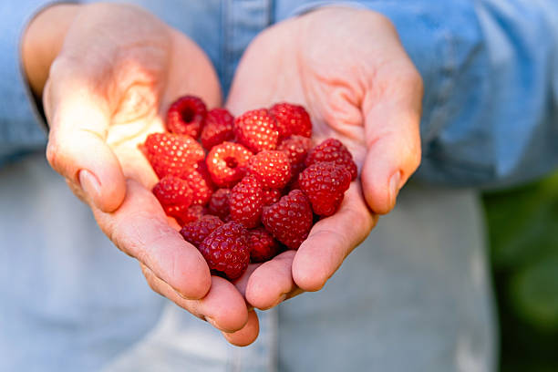 istock Freshly picked raspberries in cupped hands. 2232414022