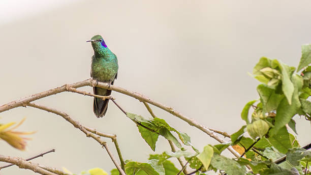 istock A lesser violetear hummingbird perched on a twig 2232414812
