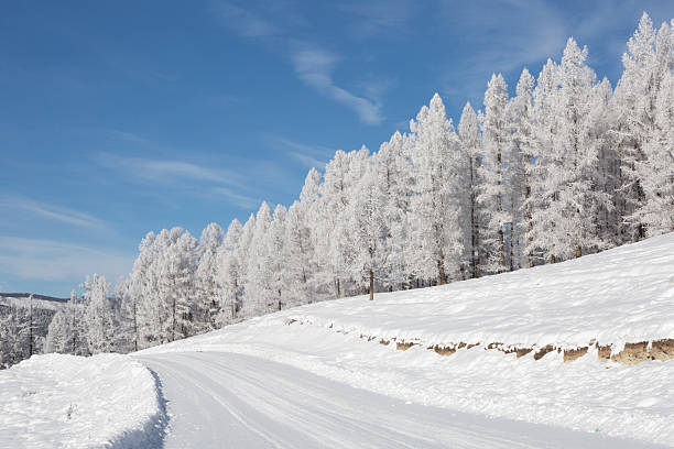 trees covered with hoarfrost against a blue sky on a sunny day