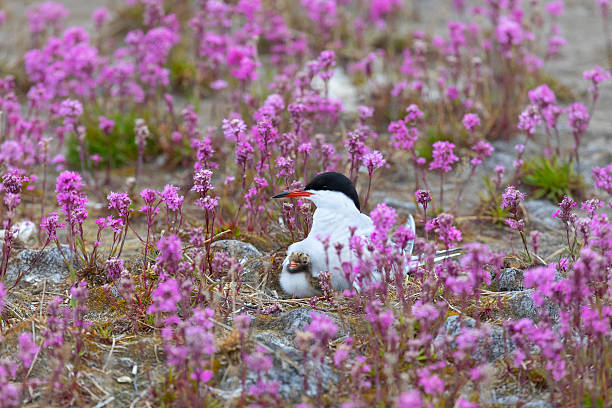 Common tern sits on a nest among pink flowers