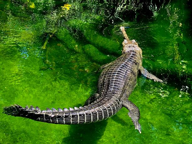 Up close with an Indian Gharial out for a casual swim.