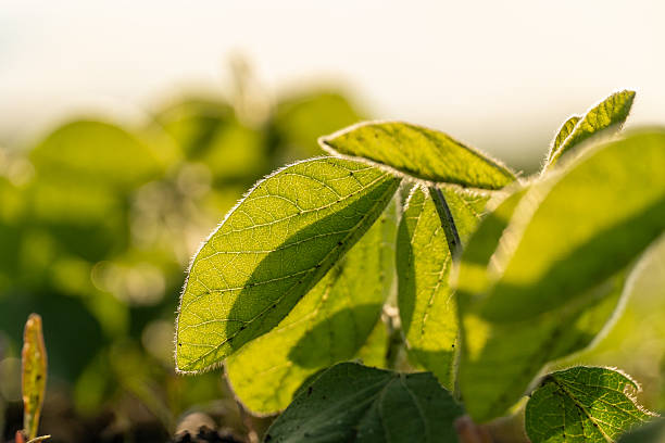 istock Lush green leaves basking in sunlight during a serene morning in a garden setting 2232416452