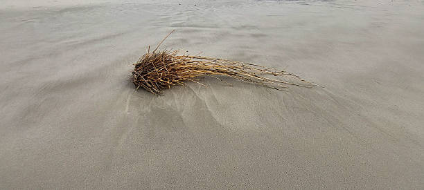 dry grass in the sand at the beach, panoramic view