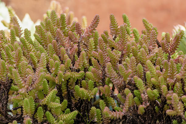 istock A healthy stonecrop plant in a clay pot 2232417154