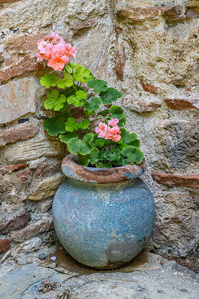 istock Potted geranium in a stone courtyard. 2232419153