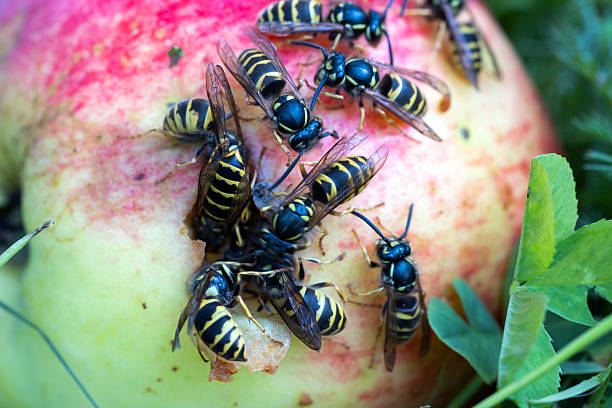 Wild wasps sit on an apple and eat an apple. Close-up.