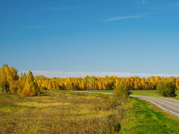 autumn country road. yellow birches
