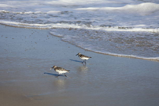 istock Sandpipers Hunting on the Shore 2232420772