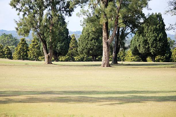 istock Green cultivated grass and large trees 2232421222