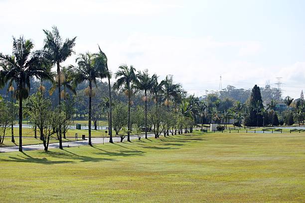 Sunny light, palm trees aligned on the street, empty no people  leisure place