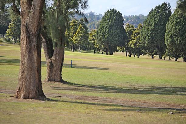 istock Sunny green grass field with large trees 2232421239