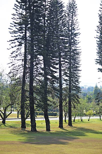 istock Tall pinacea trees in green grass field 2232421281