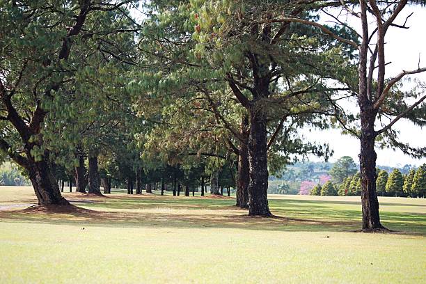 istock Small forest with dark trunks trees in green grass field 2232421289