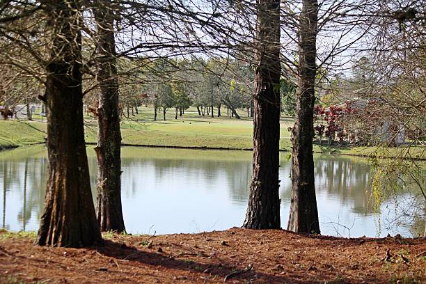 istock Tall trees in front lake with calm water 2232421406