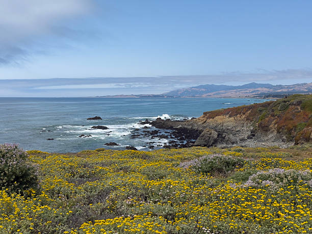 Beautiful ocean seascape of the rugged coastline in Cambria, California on the Pacific Ocean. Crisp blue sky with a few clouds. Yellow wildflowers dot the foreground.