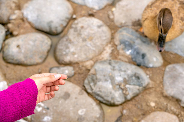 Girl feeding a duck in a park, offering food from her hand, creating a heartwarming moment of connection with nature