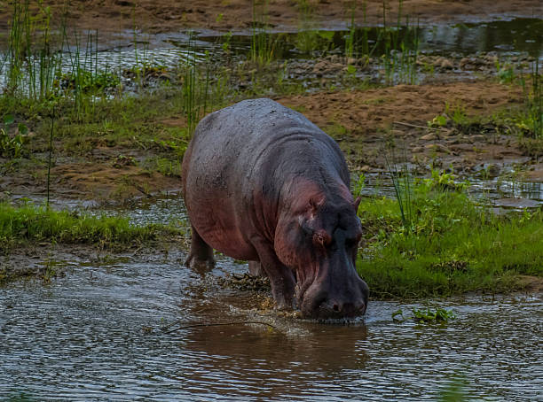 istock A hippo (Hippopotamus amphibius) on land in Kruger National Park, South Africa 2232425197
