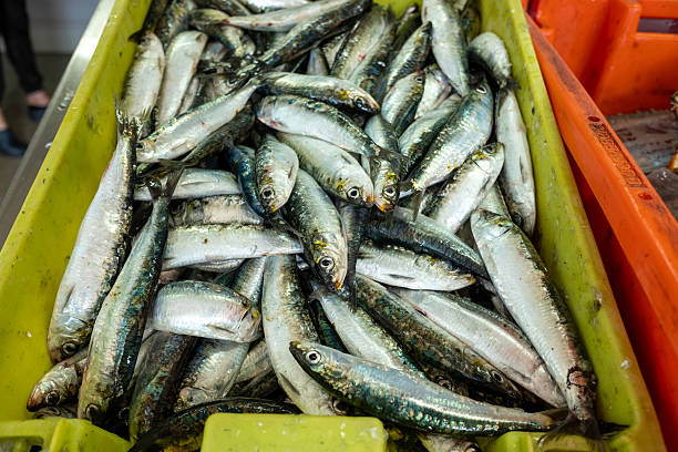 istock Background texture of silver sardines ready for cooking gastronomy concept 2232425287