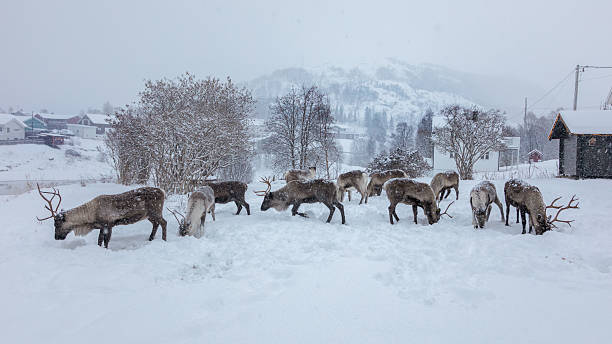Group of Tromso Norway arctic reindeer on a snowy November day.