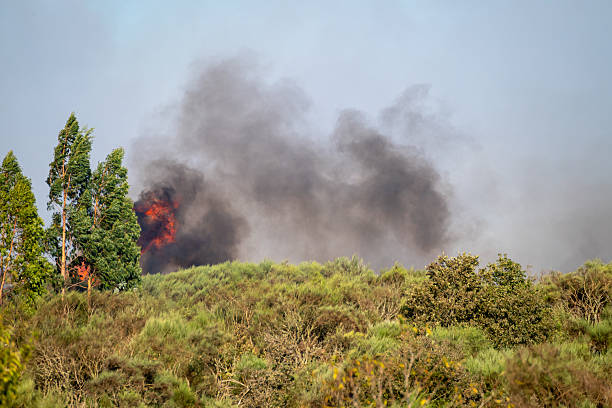 istock A Forest Fire with Smoke and Flames over the Trees. Concept A dangerous and destructive event. 2232425555