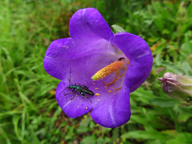 Close-up view of a colorful insect in a purple flower in Cinque Terre National Park, Italy